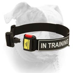 All Weather Nylon Collar With ID Badges For American Bulldog