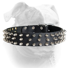 American Bulldog collar with securely riveted nickel spikes