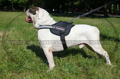Pulling American Bulldog harness with ID-patches