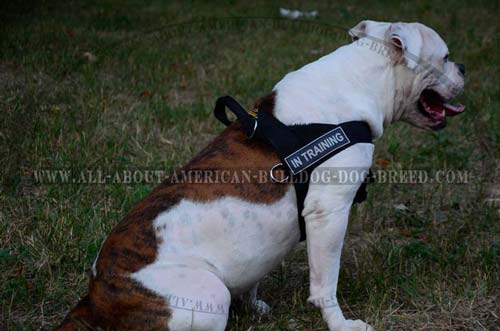 Nylon American Bulldog harness with ID-patches