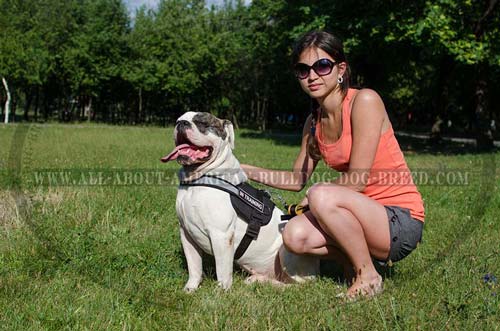 American Bulldog harness with reflective strap