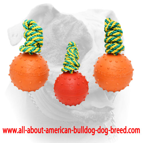 Bright rubber balls for American Bulldog training