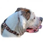 (image for) Wide Studded Leather Collar For American Bulldog