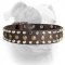 (image for) Custom Studded Leather Dog Collar for American Bulldog