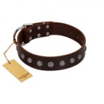 (image for) "Spring Flower" Stylish FDT Artisan Brown Leather American Bulldog Collar for Comfy Walks