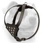 (image for) Soft walking genuine leather American Bulldog harness with studs