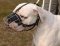 (image for) American Bulldog Muzzle