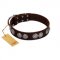 (image for) "High and Mighty" FDT Artisan Classy Brown Leather American Bulldog Collar with Embellished Brooches