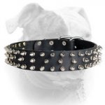 (image for) Awesome stylish spiked leather American Bulldog collar