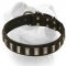 (image for) Amazing leather American Bulldog collar with shiny plates