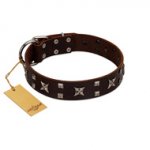 (image for) "Bigwig Woof" FDT Artisan Brown Leather American Bulldog Collar with Chrome Plated Stars and Square Studs
