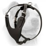 (image for) Heavy Duty Dog Harness for American Bulldog