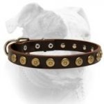(image for) Leather Collar With Imitated Metal Buttons Decoration For American Bulldog
