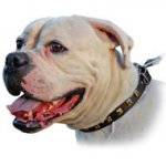 (image for) Vintage Decorative Leather Collar For American Bulldog