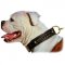 (image for) Braidy Leather Collar For American Bulldog
