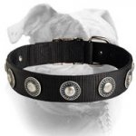 (image for) Luxury decorated nylon American Bulldog collar