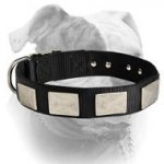 (image for) Gorgeous nylon collar with vintage nickel plates for American Bulldog