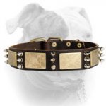 (image for) Gorgeous War Dog Leather Dog Collar with brass plates+3 spikes
