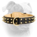 (image for) Royal Nappa padded leather collar with brass spikes for American Bulldog