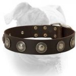 (image for) Gorgeous extra wide leather American Bulldog collar