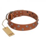 (image for) "Waltz of the Flowers" Handmade FDT Artisan Tan Leather American Bulldog Collar with Chrome-plated Engraved Studs