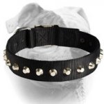 (image for) 1 Row Studs Dog Collar-1 1/4" for American Bulldog