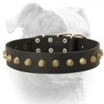 (image for) Fancy extra wide leather American Bulldog collar