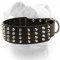 (image for) 2 inch extra wide pyramid studded leather American Bulldog collar