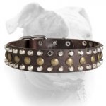(image for) Custom Studded Leather Dog Collar for American Bulldog