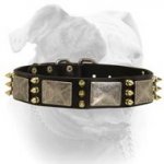 (image for) Spiked leather collar with massive nickel plates for American Bulldog