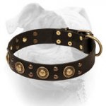 (image for) Leather American Bulldog Collar With Bright Mix of Brass Decorations