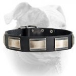 (image for) Gorgeous Looking Design Leather American Bulldog Collar With Nickel Plates