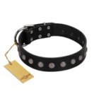 (image for) "Silver Flower" Exclusive FDT Artisan Black Leather American Bulldog Collar with Silver-Like Studs