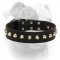 (image for) Comfy elegant leather American Bulldog collar with cones