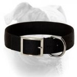 (image for) All Seasons Collar for Everyday Walking and Playing
