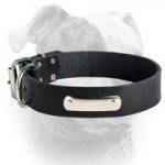 (image for) Wide leather collar with ID-tag for American Bulldog