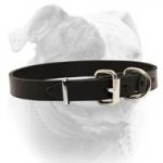 (image for) Traditional Buckled Leather Collar for American Bulldog
