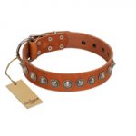 (image for) "Silver Spike" Handmade FDT Artisan Tan Leather American Bulldog Collar with Old Silver-Like Spikes