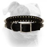 (image for) Stylish nylon collar with 2 rows of nickel spikes for American Bulldog