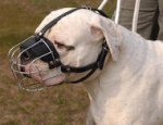 (image for) American Bulldog Muzzle