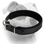 (image for) Padded Leather Collar For American Bulldog breed