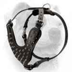 (image for) Spiked Dog Harness for American Bulldog-Deluxe leather harness