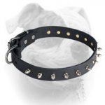(image for) Elegant leather American Bulldog collar with 1 row of nickel spikes