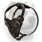(image for) Agitation / Protection Leather Dog Harness for American Bulldog