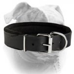 (image for) American Bulldog Collar for Agitation Training