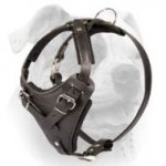 (image for) American Bulldog Leather Wide Chest Harness