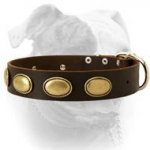 (image for) Retro rulz vintage leather American Bulldog collar