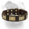 (image for) Designer Leather Collar With Brass Plates for American Bulldog