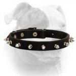 (image for) Elegant spiked leather American Bulldog collar