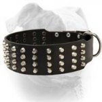 (image for) 2 inch extra wide pyramid studded leather American Bulldog collar